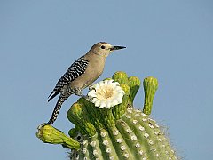 Gila Woodpecker